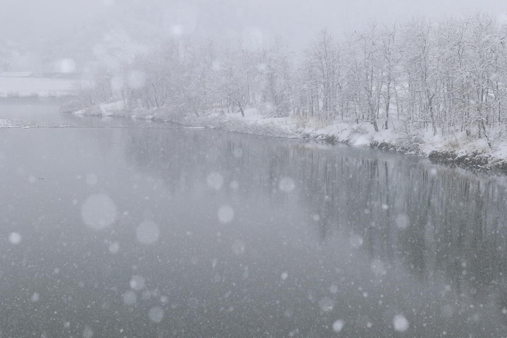 【長岡　川口　西倉橋】舞い降りた雪ホタル