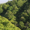 今年のリーフグリーン（長岡 八方台）