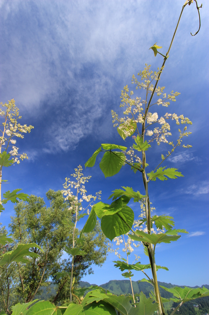 あの蒼空（ソラ）へ…
