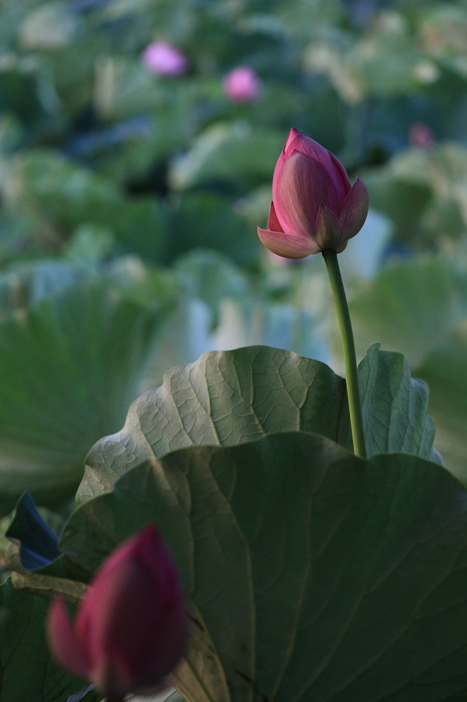 夏の思ひ出（上越　高田公園）