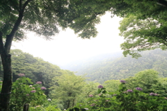 【登山日誌:護摩堂山170702】雨の丘より…