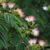 紅白合戦（長岡）