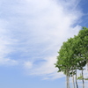 初夏の如く（小千谷　山本山）