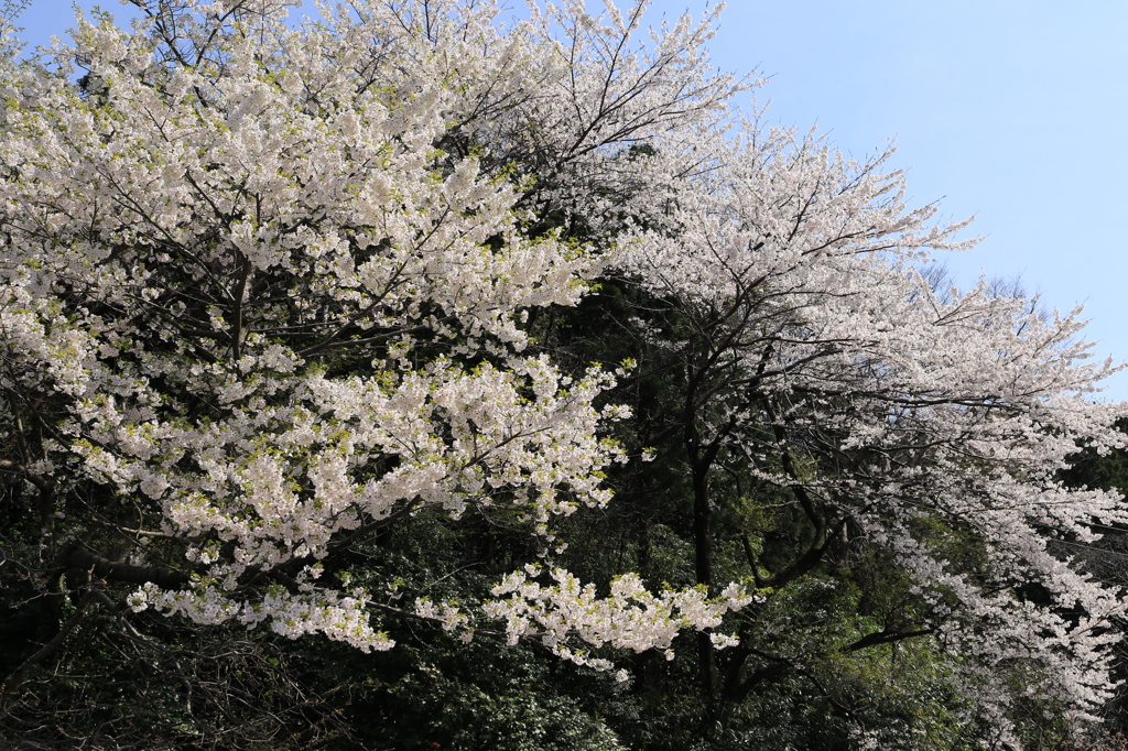 斜光の和桜（柏崎）