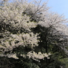 斜光の和桜（柏崎）