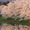 私の中の桜色（高田公園）