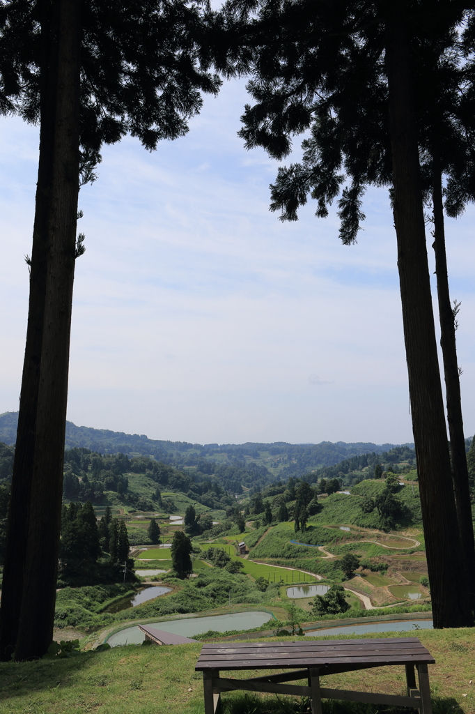 錦鯉発祥の地（長岡　山古志）