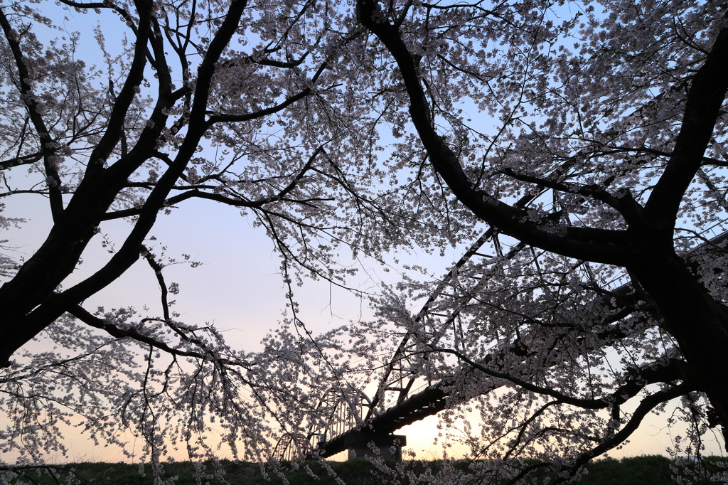 桜色の公園（長岡 今宮公園）