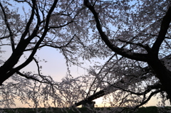 桜色の公園（長岡 今宮公園）