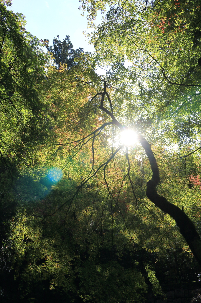 【加茂　加茂山公園】ゴーストを添えて…