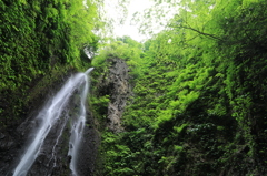 新緑の白滝（柏崎　善根の滝）