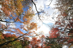 【長岡　越路もみじ園】太陽の光、降り注ぐ場所