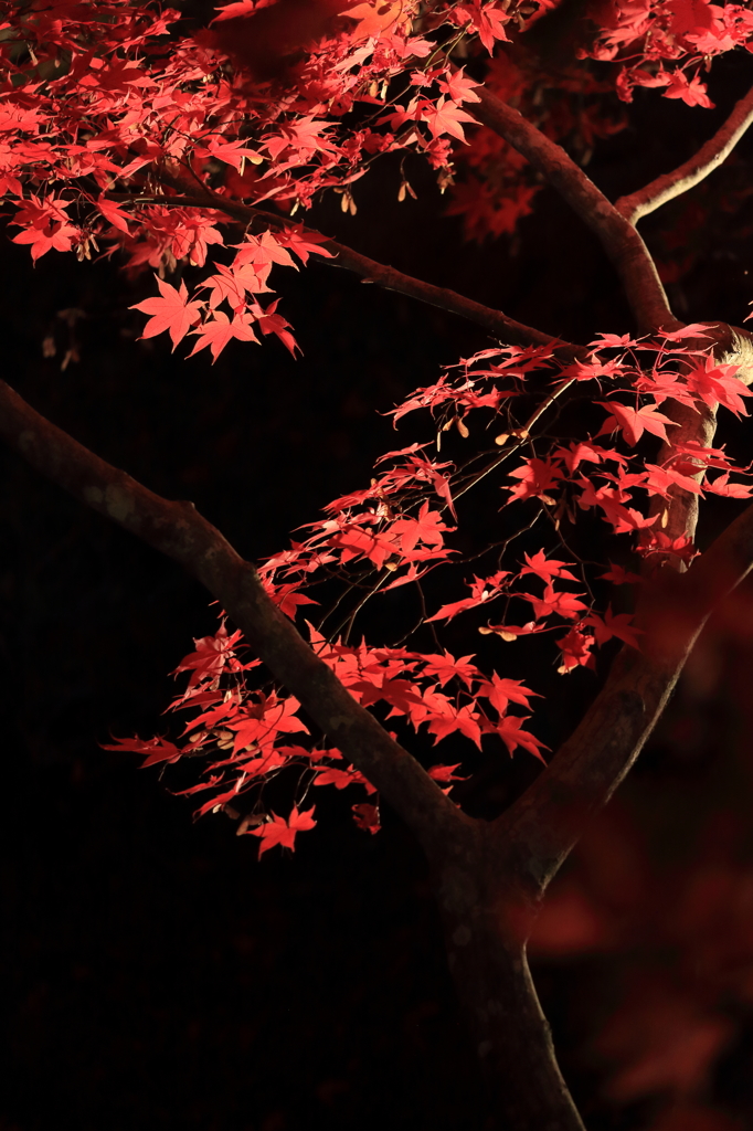 【弥彦　もみじ谷】闇夜の紅もみじ