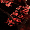 【弥彦　もみじ谷】闇夜の紅もみじ