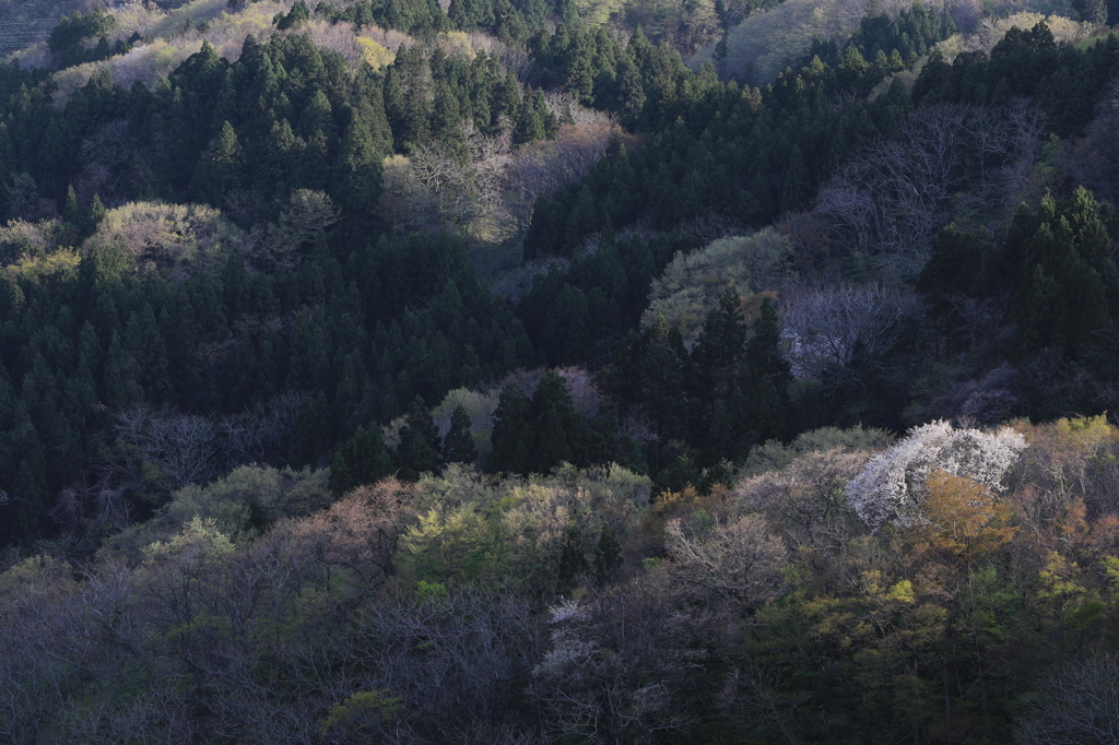 山桜に光届く（出雲崎）