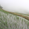 恵みの雨（山古志）