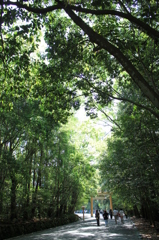 新緑の参道（三重）