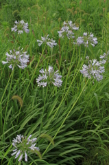 梅雨の野草（長岡）