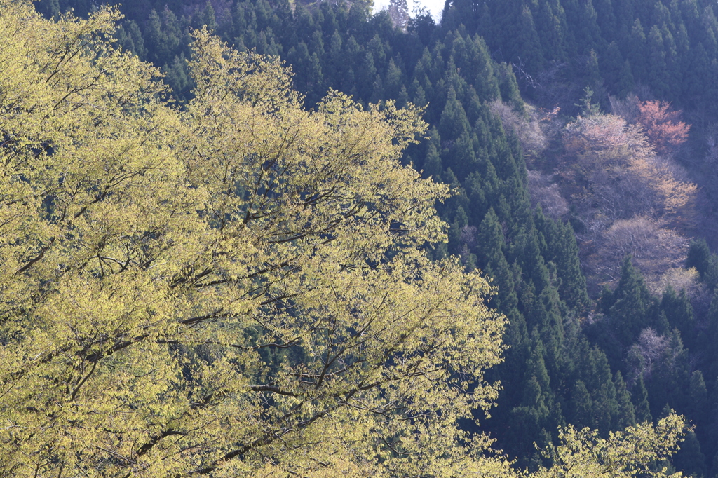 高揚の春（出雲崎）