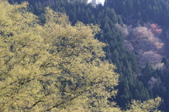 高揚の春（出雲崎）