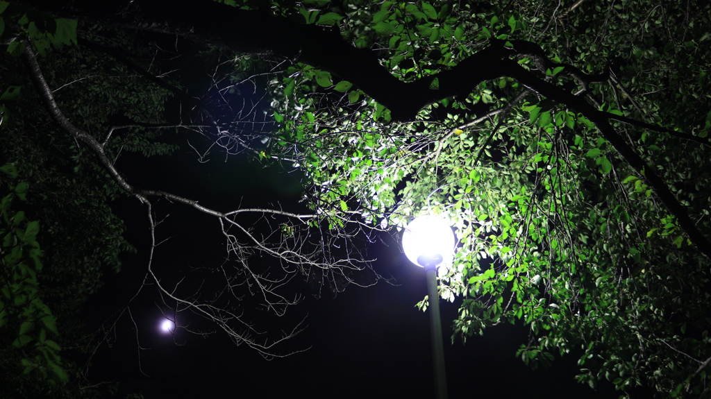 オンリーワンの大切さ（長岡）