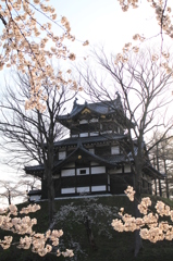 城を守る桜花（高田公園）