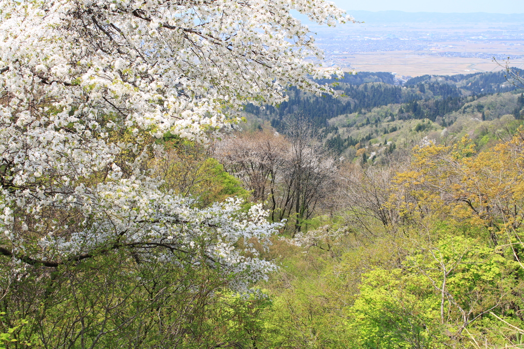 山笑う（八方台）
