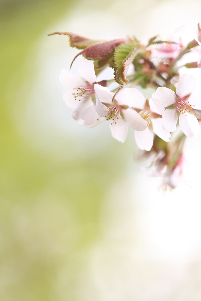 【登山日誌：鋸山170502】立夏の山桜