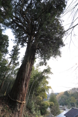 長寿の秘訣は…（和島）