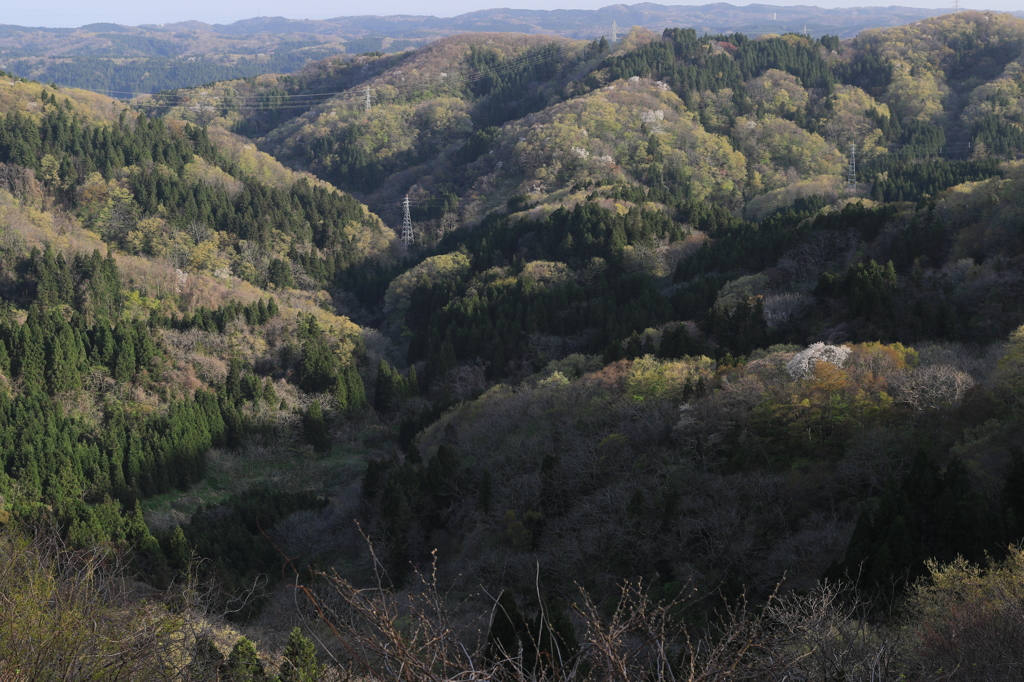 桜を添えて（出雲崎）
