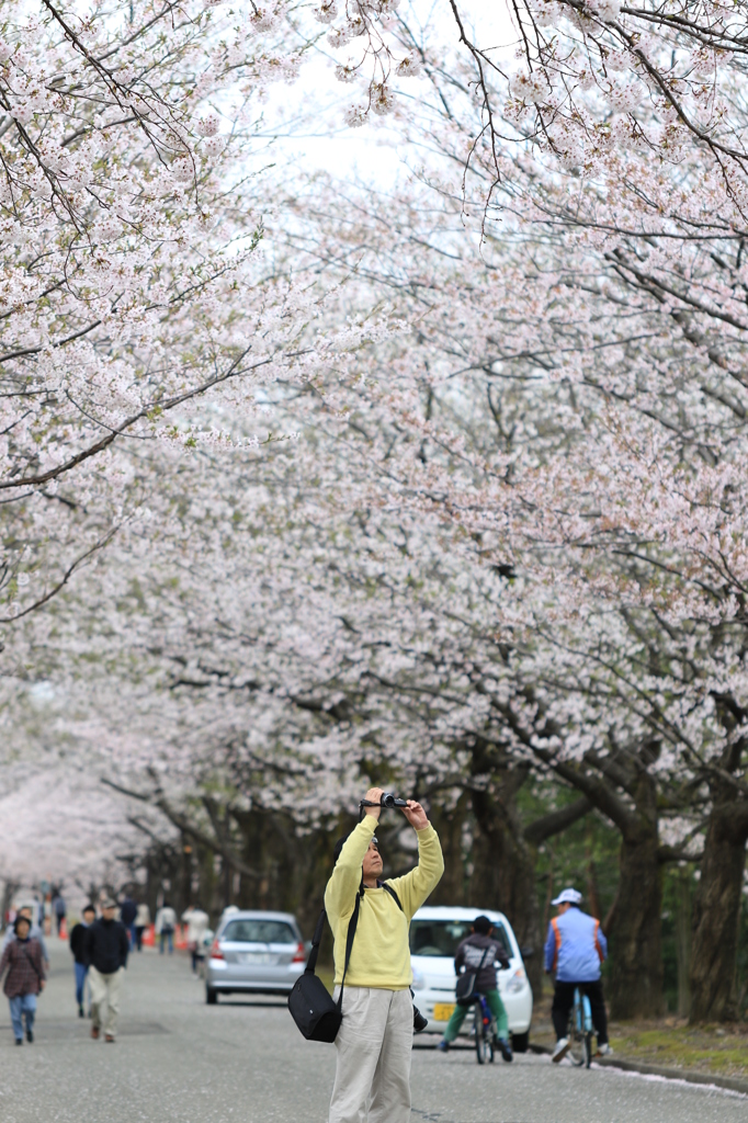 桜の花びら散る前に…（長岡技大）