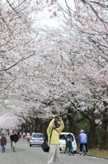 桜の花びら散る前に…（長岡技大）