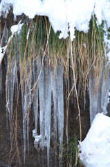 雪にも氷柱にも負けず（蓬平）