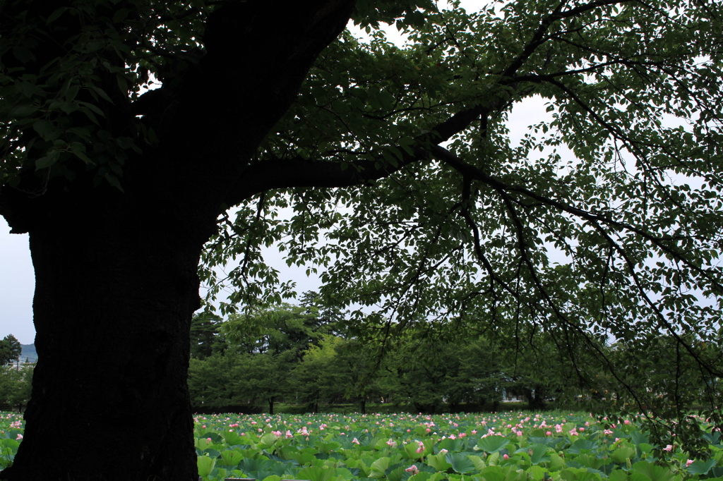 旬な時期（高田公園）