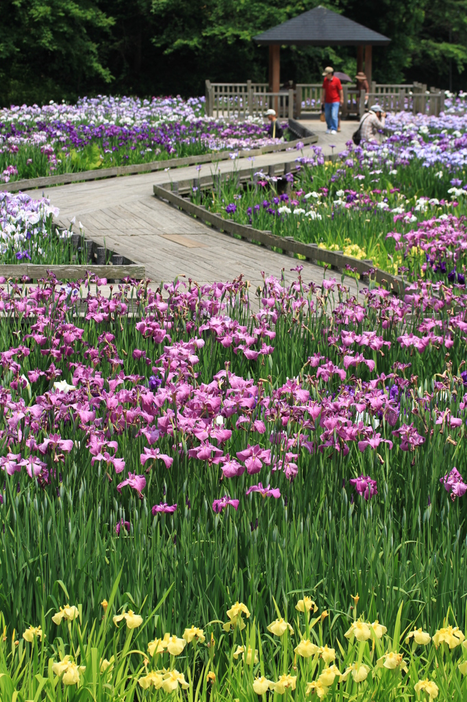 花菖蒲ロード（三条）