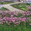 花菖蒲ロード（三条）
