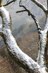 【登山日記】師走の冬桜【弥彦山 山頂】
