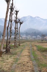 春のあぜ道（長岡）