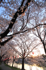 朝いちばん桜（高田公園）
