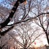 朝いちばん桜（高田公園）