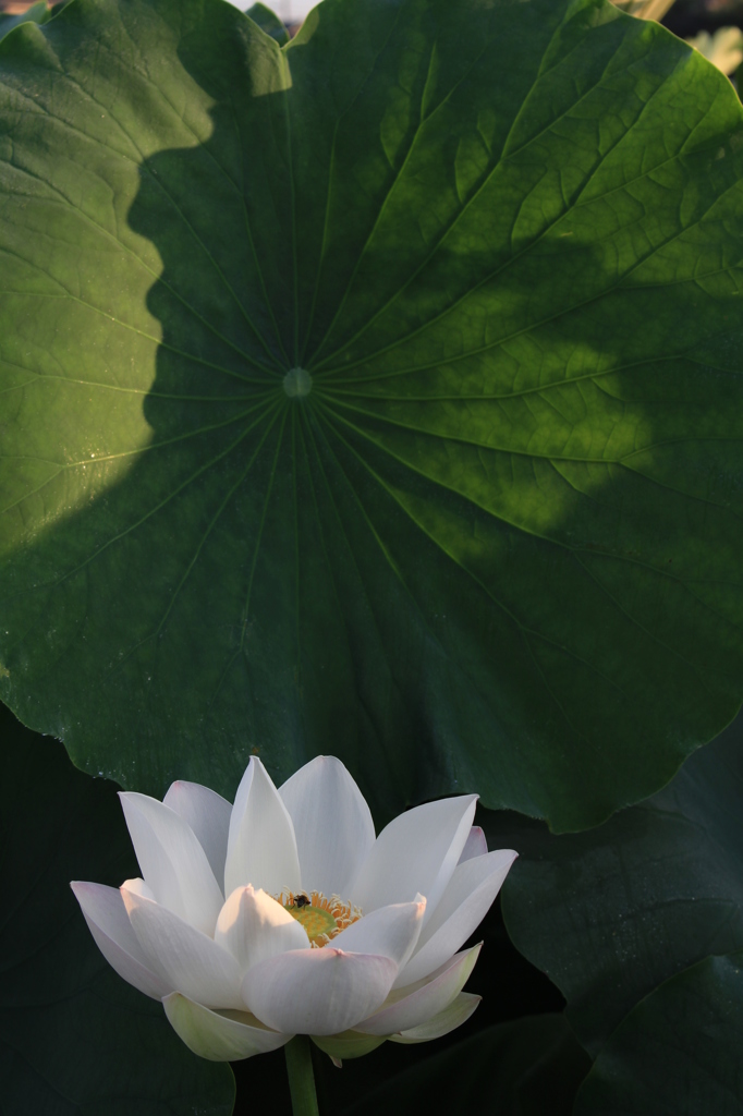 花、開いた瞬間（中之島）