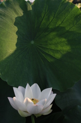 花、開いた瞬間（中之島）
