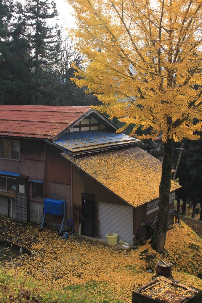 イチョウに囲まれて（長岡　蓬平）