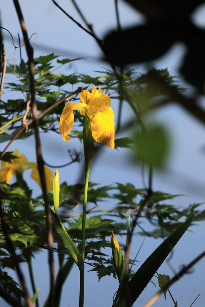 【長岡　八方台 憩いの森】水無月に浮かぶ