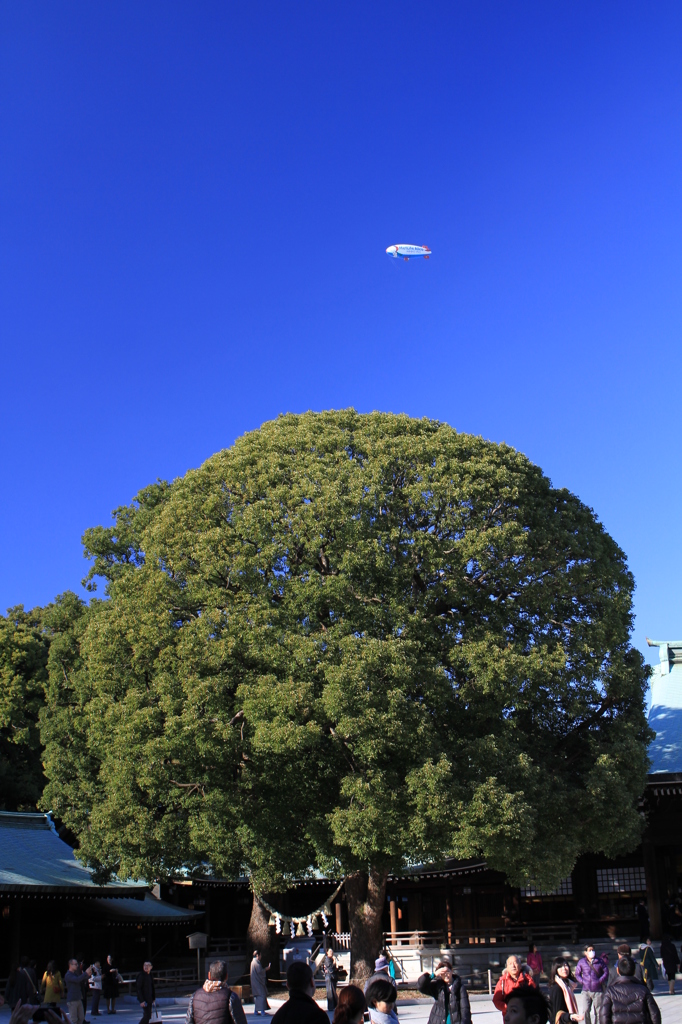 神木に浮かぶ飛行船？