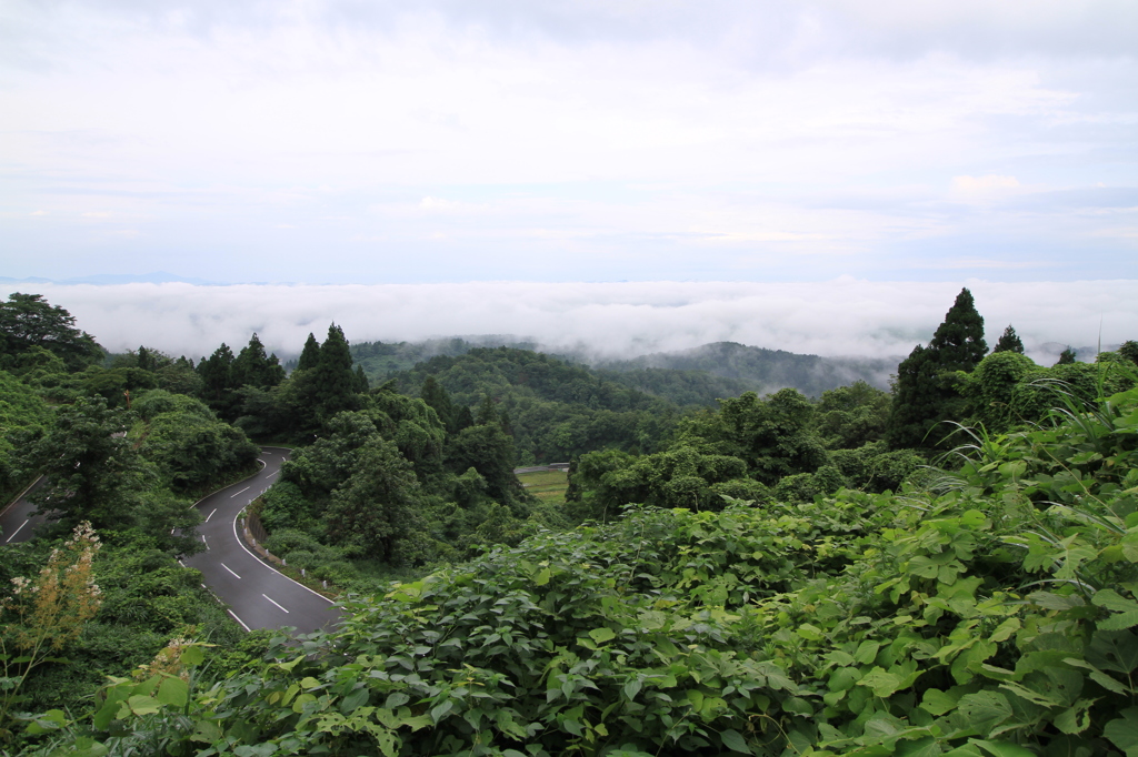梅雨も「山笑ふ」（八方台）