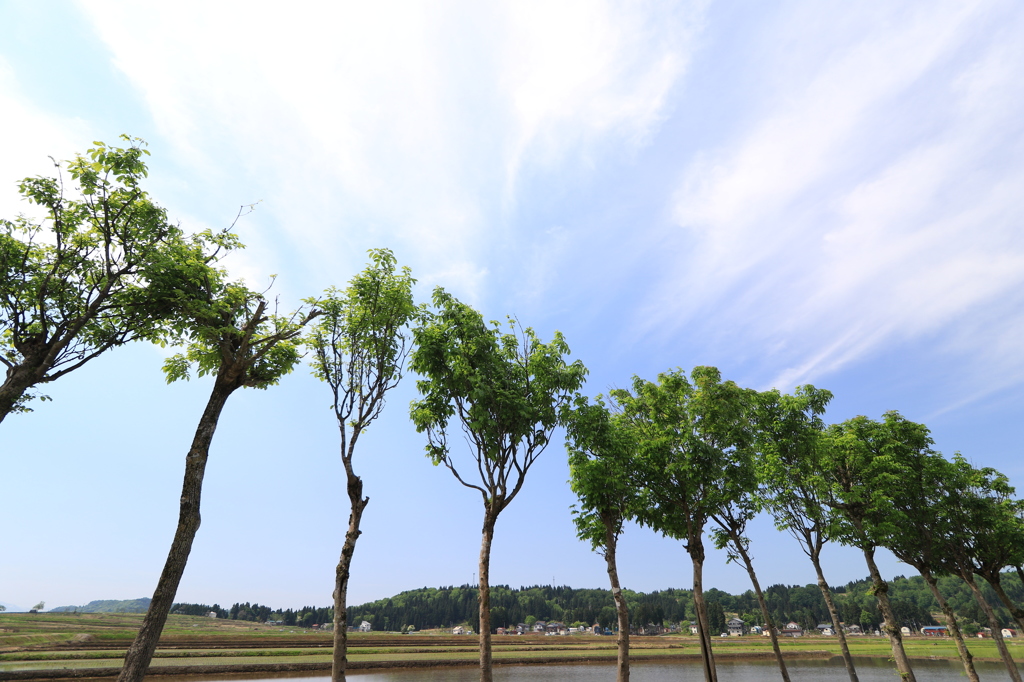 １３本で一組（小千谷　池ケ原）