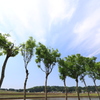１３本で一組（小千谷　池ケ原）