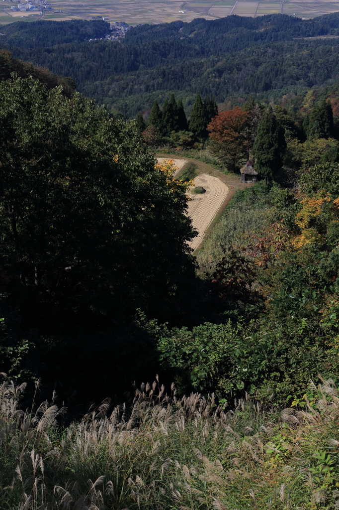 【長岡　八方台】ススキの歓声