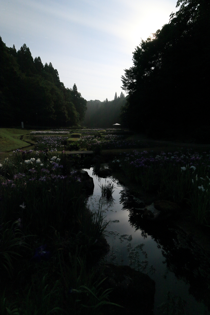 【三条　しらさぎ森林公園】ホタルへの思い